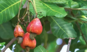 Tỉnh nào là thủ phủ hạt điều của Việt Nam?