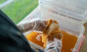Biến màng sinh học kombucha thành vải Biến màng sinh học kombucha thành vải